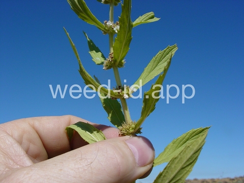 bugleweed, rough